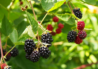 Ripening blackberries on branches in the garden