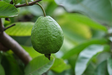 Organic guava fruit. green guava fruit hanging on tree in agriculture farm of India in harvesting...