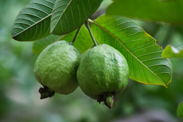 Organic guava fruit. green guava fruit hanging on tree in agriculture farm of India in harvesting season, This fruit contains a lot of vitamin C.