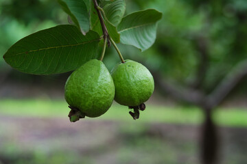 Organic guava fruit. green guava fruit hanging on tree in agriculture farm of India in harvesting season, This fruit contains a lot of vitamin C.