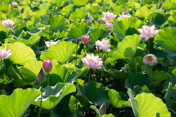 夏の早朝に咲いた蓮の花