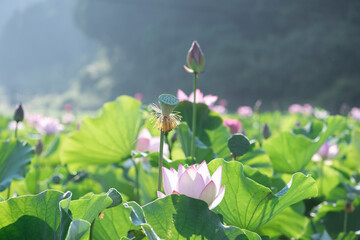 Fototapeta na wymiar 夏の早朝に咲いた蓮の花