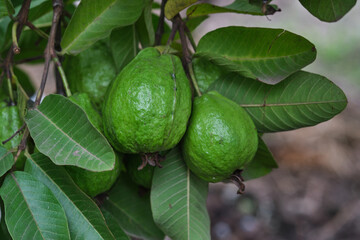 Organic guava fruit. green guava fruit hanging on tree in agriculture farm of India in harvesting season, This fruit contains a lot of vitamin C.