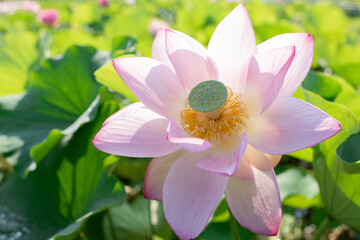 Fototapeta premium 夏の早朝に咲いた蓮の花のクローズアップ