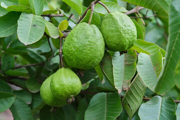 Organic guava fruit. green guava fruit hanging on tree in agriculture farm of India in harvesting season, This fruit contains a lot of vitamin C.