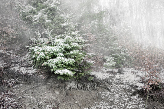  Fog in the winter forest.
