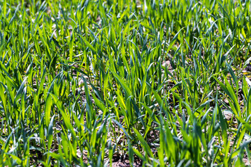 Obraz premium agricultural fields with a large number of young green cereal wheat as grass