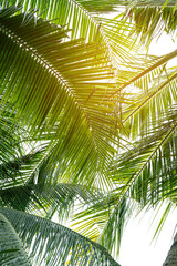 tropical palm leaf background, coconut palm trees perspective view