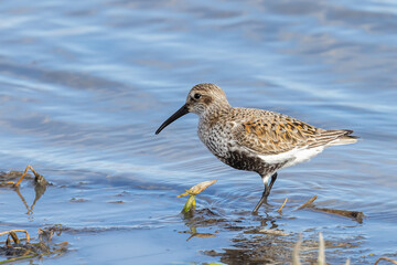 Dunlin