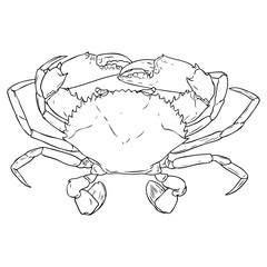 crab outline vector illustration