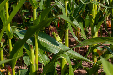an agricultural field where unripe green corn grows