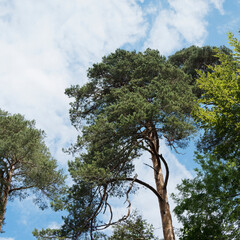  Pinus sylvestris - Cîmes et houppiers feuillus de pins sylvestres sous un ciel bleu