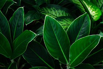 Naklejka na ściany i meble closeup nature view of tropical leaves background, dark nature concept
