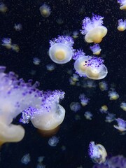 Jelly fish