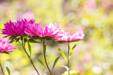 Pink asters bloom in the garden, background. Beautiful summer flowers on a sunny day