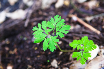 里山の春の新緑	