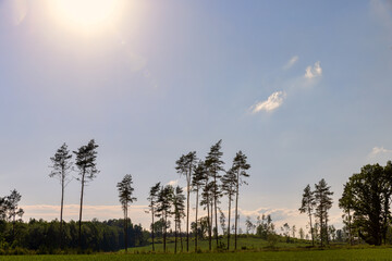 deforestation and timber harvesting in eastern Europe