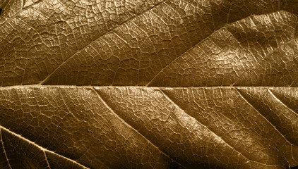 leaf texture close-up macro nature plants in golden color
