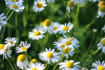 Fototapeta premium Chamomiles among the green grass. Blooming wild flowers background, close up