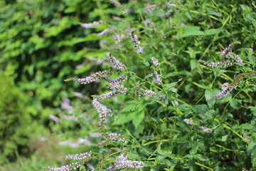 beautiful green mint sprigs in summer