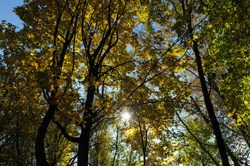 Fototapeta premium yellowed maple foliage on trees in the autumn season
