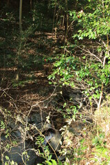 落葉が敷きつめられた冬の山道