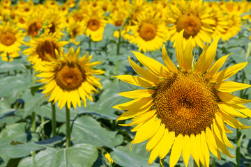 満開のひまわり