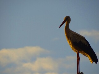 one stork against the sky and clouds