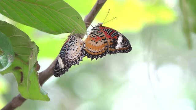 Beautiful Butterfly Mateing On Green Screen In Thailand