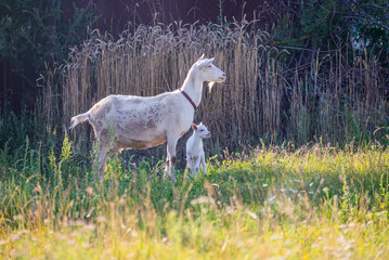 Plakat goats graze in a meadow in a village near a house, on a bright sunny evening, selective focus