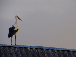 one stork on the roof of the house