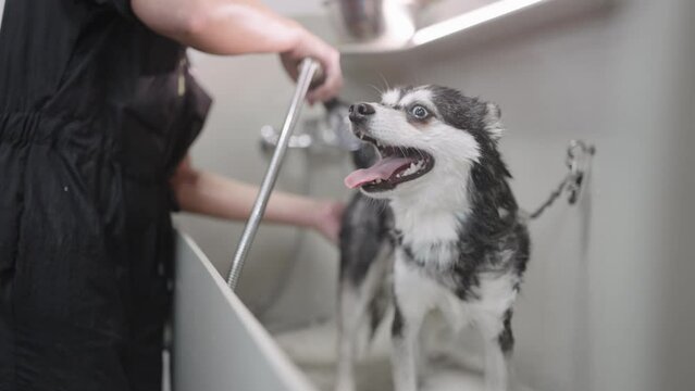 professional groomer is washing dog in bathroom of grooming zoosalon for pets, cute Alaskan Klee Kai