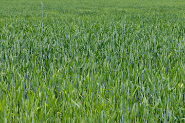 An agricultural field where ripening cereals grow