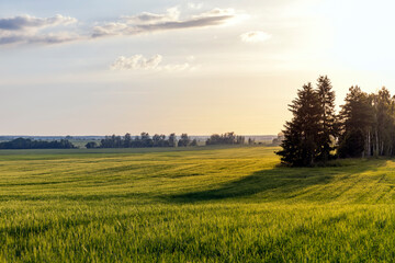 An agricultural field where ripening cereals grow