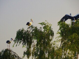 three storks on tops of birches