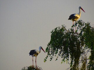 two storks on tops of birches