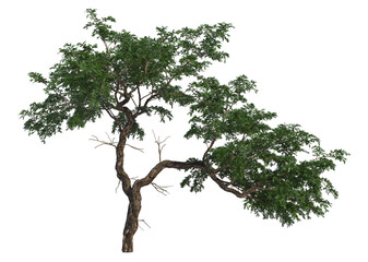 Shrubs and trees on a white background.