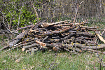 stumps and branches left after logging in the forest