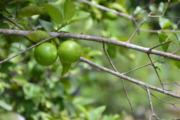 lime on tree