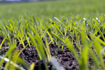agricultural fields with a large number of young green cereal wheat as grass