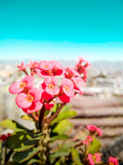 Fototapeta na wymiar Flor rosada