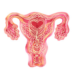 Female internal reproductive organs uterus ovaries vagina illustration.