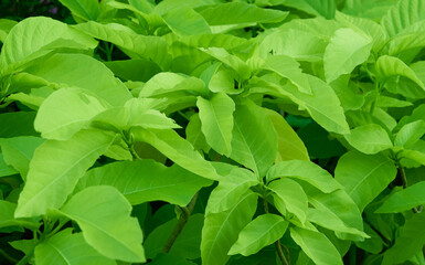 green foliage plant for greenery  background