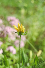 Background of fresh flowers and green leaves in a summer garden, close up. Wildflowers in meadow in nature in summer