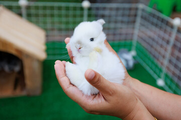White adorable little bunny laying down in woman hands in the garden. Woman carrying and playing...