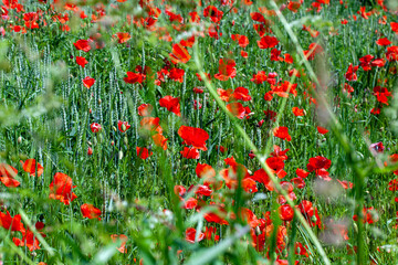 red poppies growing in an agricultural field with cereals