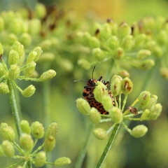 Bed bug orange on a branch of dill with drops of water