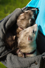 Detail of ferrets enjoying pouch when walk in summer park