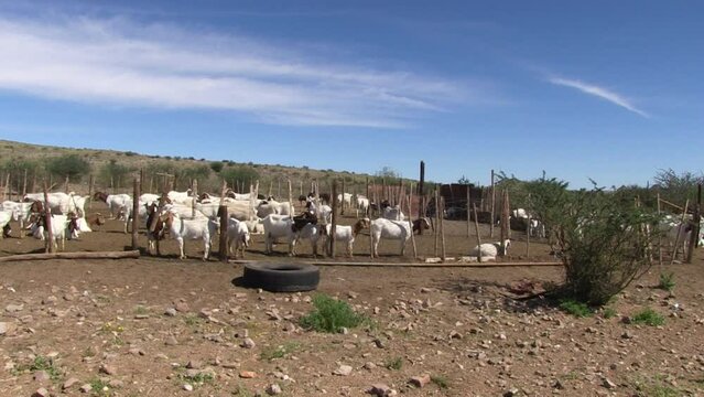 Goats in a informal kraal on the edge of the desert