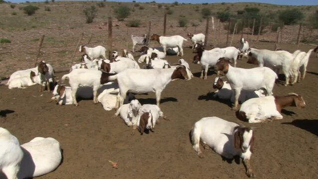 Goats in the kraal on the edge of the kalahari desert